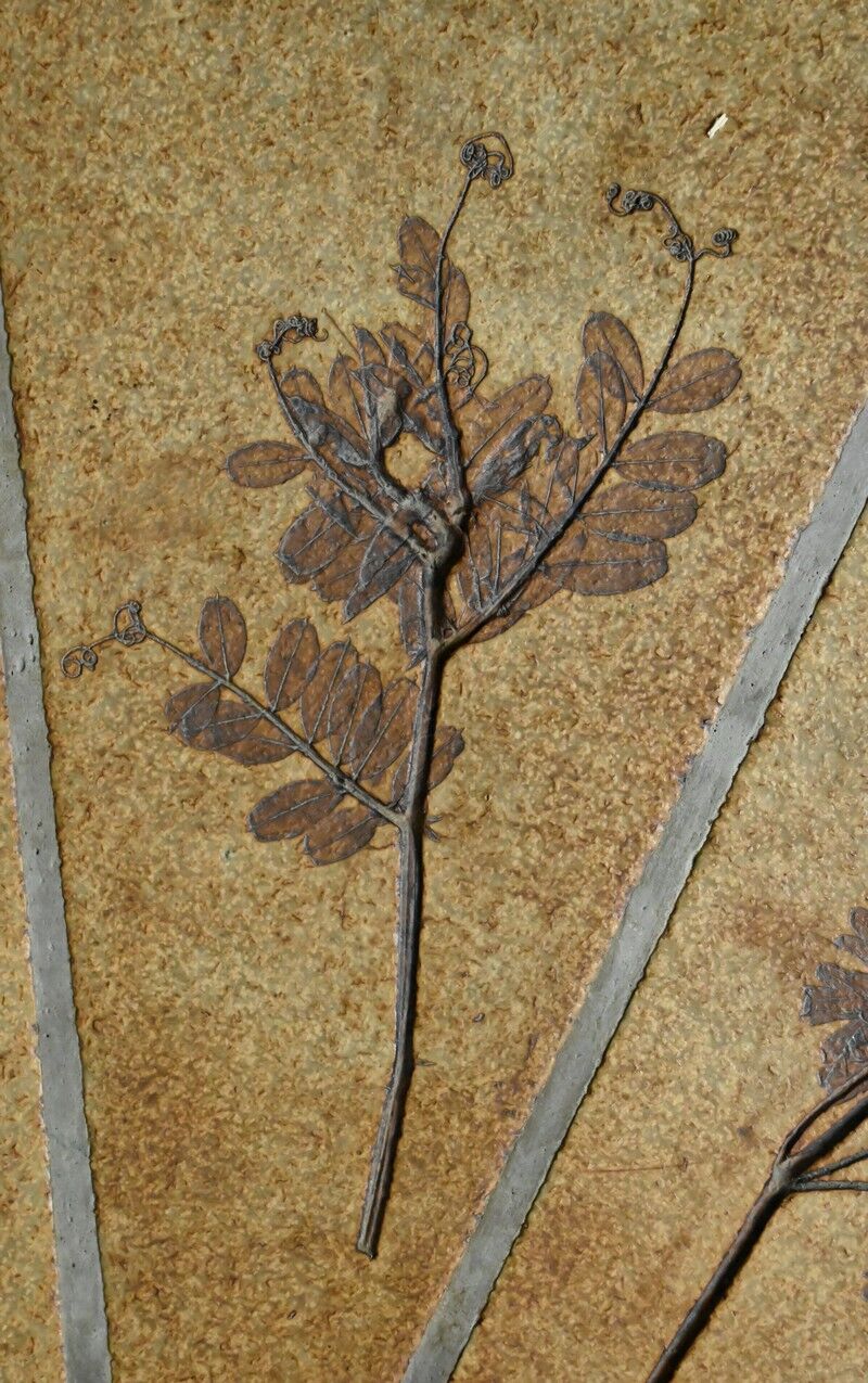 Oval coffee table signed R. Capron, collection les Herbiers, Vallauris – 1960