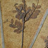 Oval coffee table signed R. Capron, collection les Herbiers, Vallauris – 1960