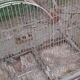 Iron bird cage 1900