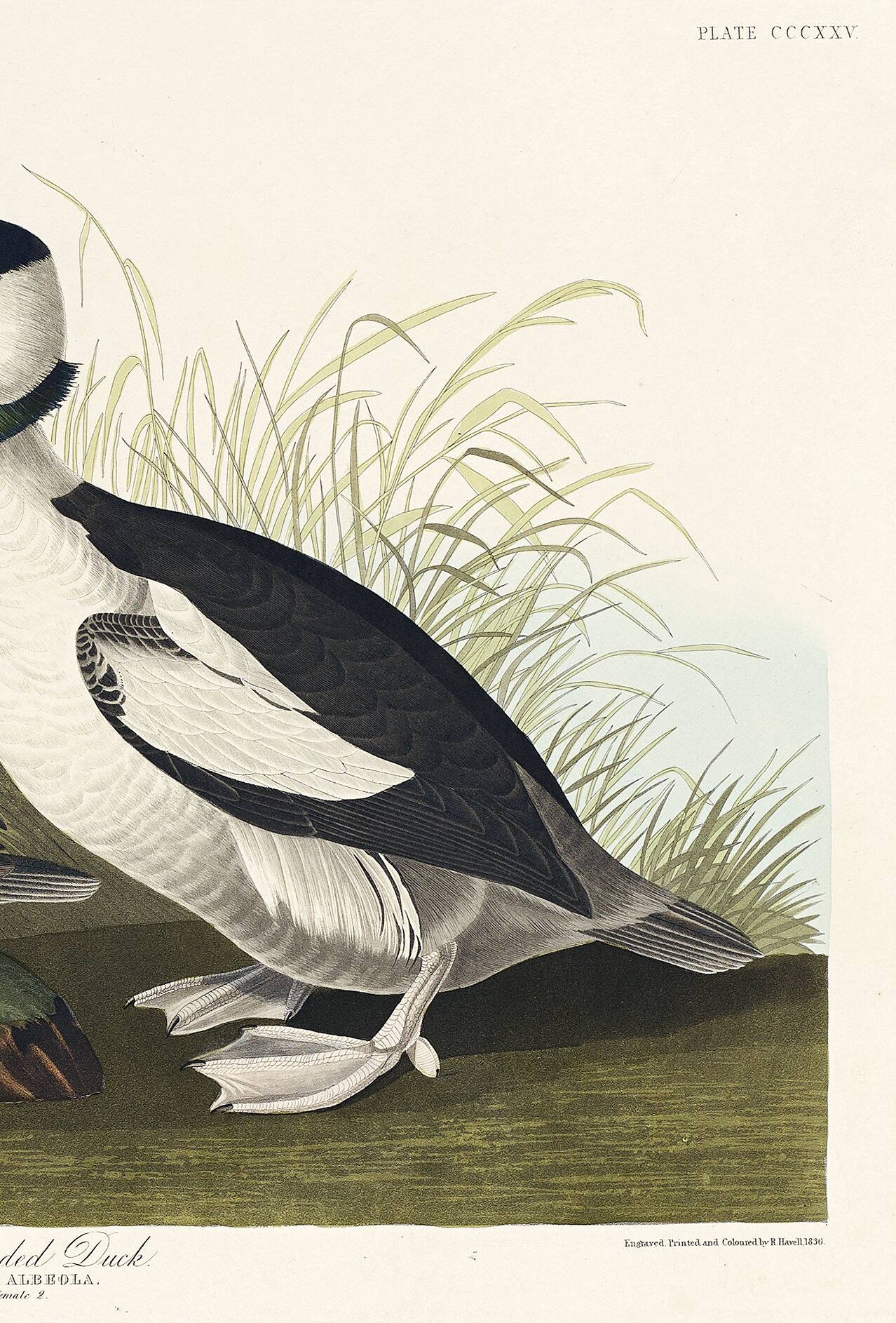 Poster about the Golden-eyed Garrot, after an old engraving from 1827.
