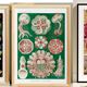 Set of 6 posters