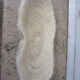 Ancient white coral shell