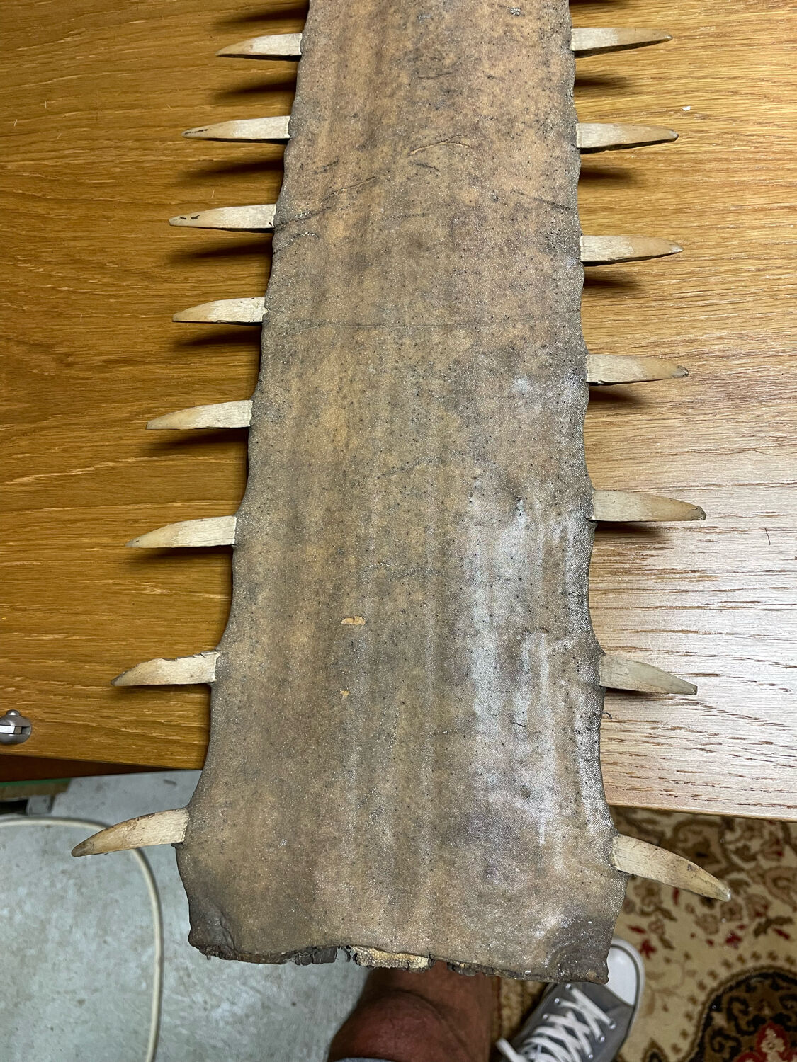 Old sawfish rostrum
