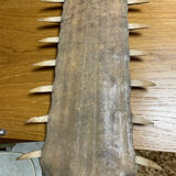 Old sawfish rostrum