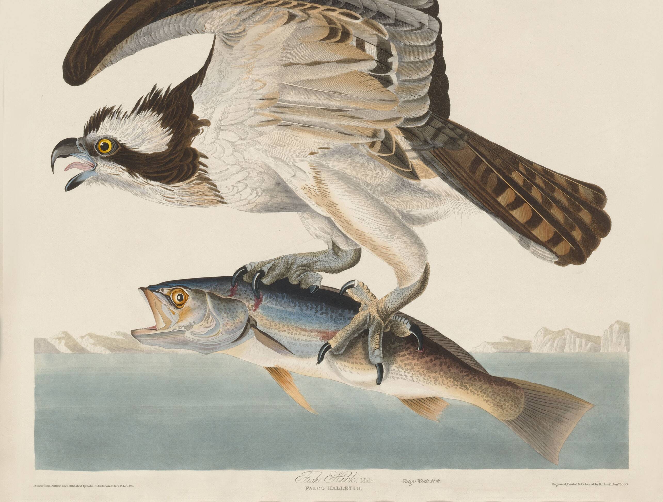Poster about the Osprey, based on an old engraving from 1827.