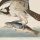 Poster about the Osprey, based on an old engraving from 1827.