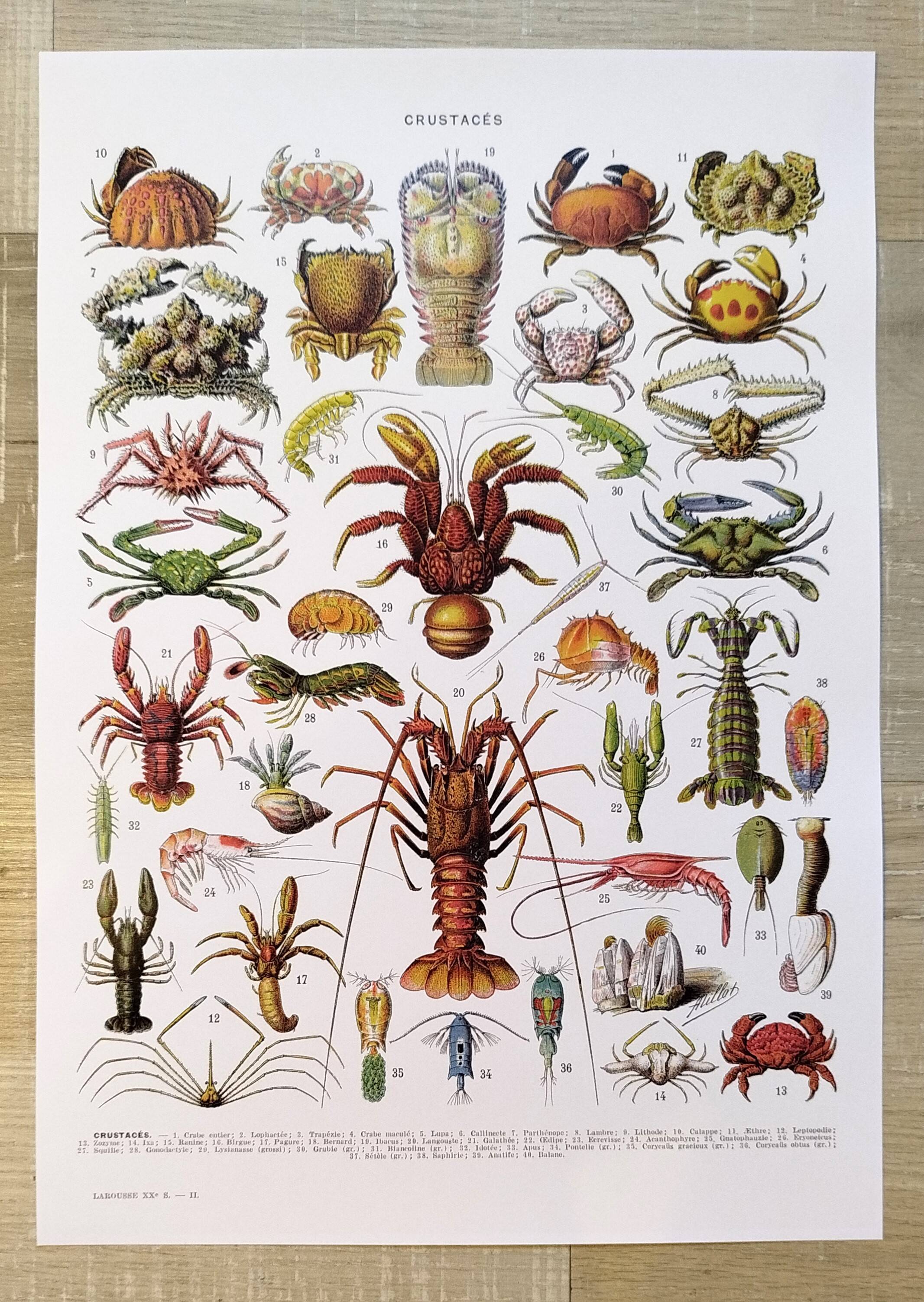 Set of two posters on crustaceans and fish