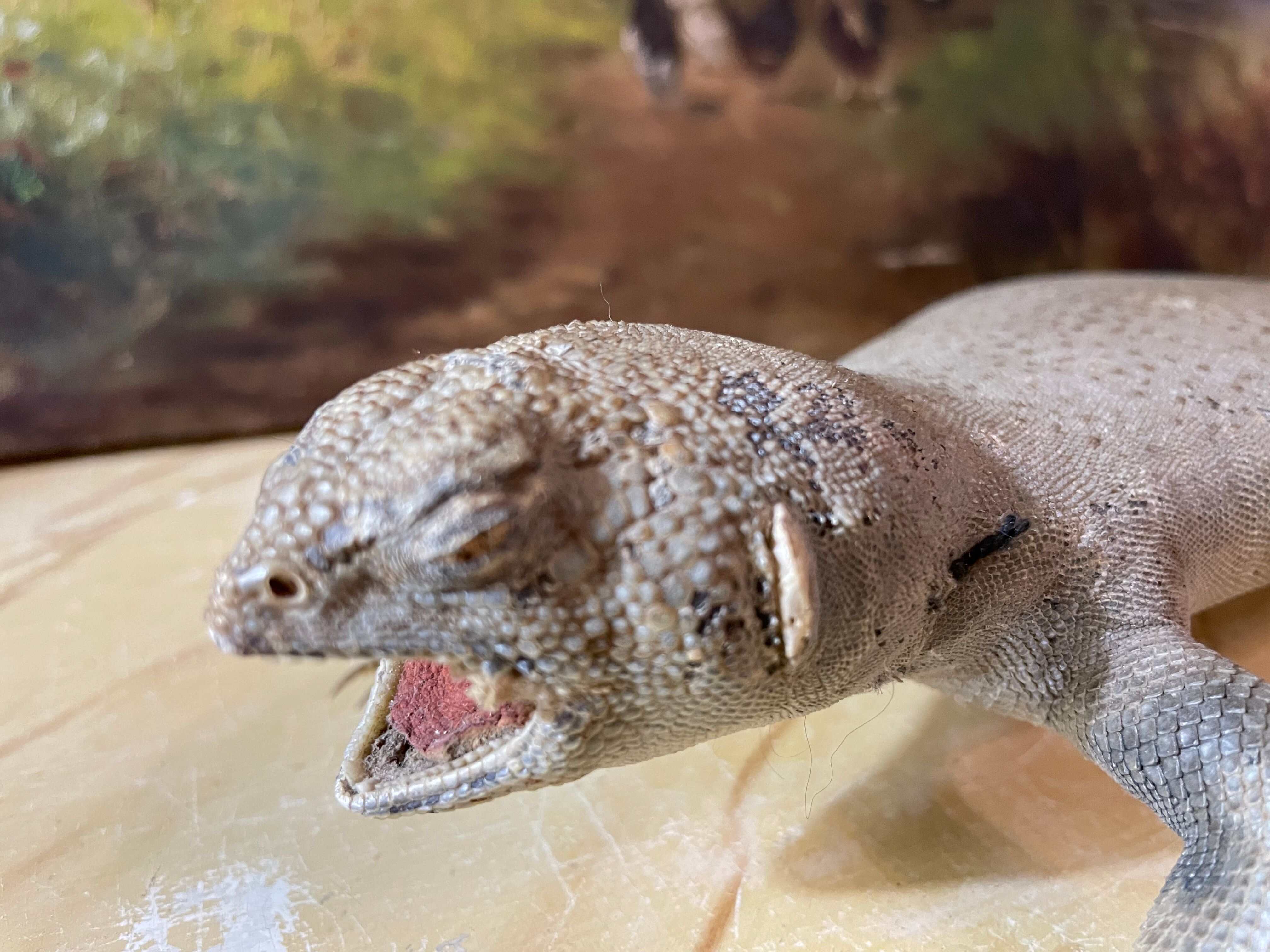 Ancient naturalized lizard