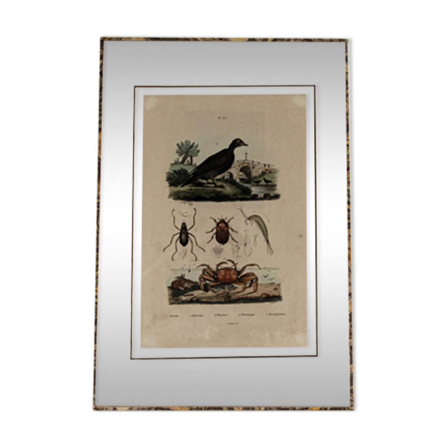 Colorized animal board, framed