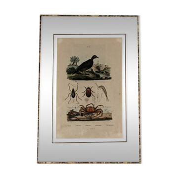 Colorized animal board, framed