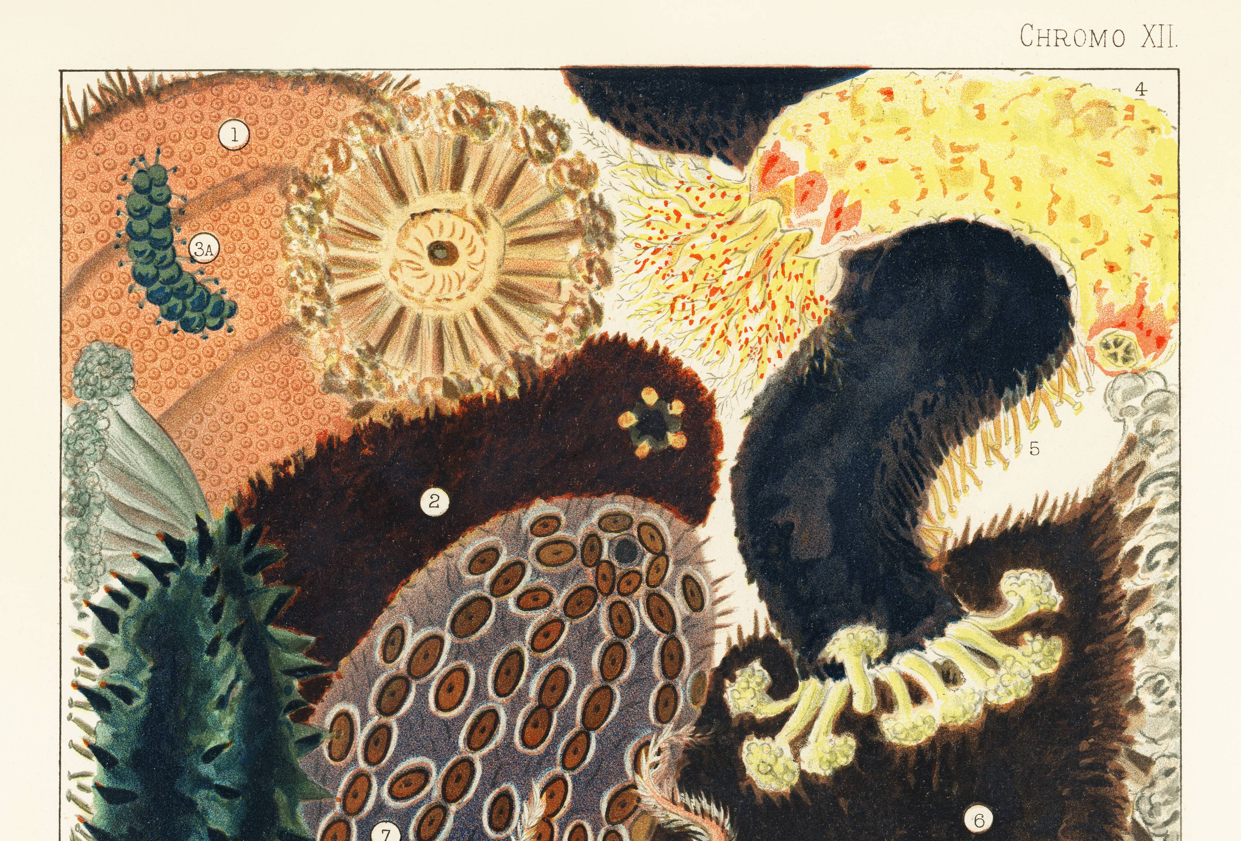 Affiche sur la Bêche-de-mer, d’après une lithographie ancienne de 1893.