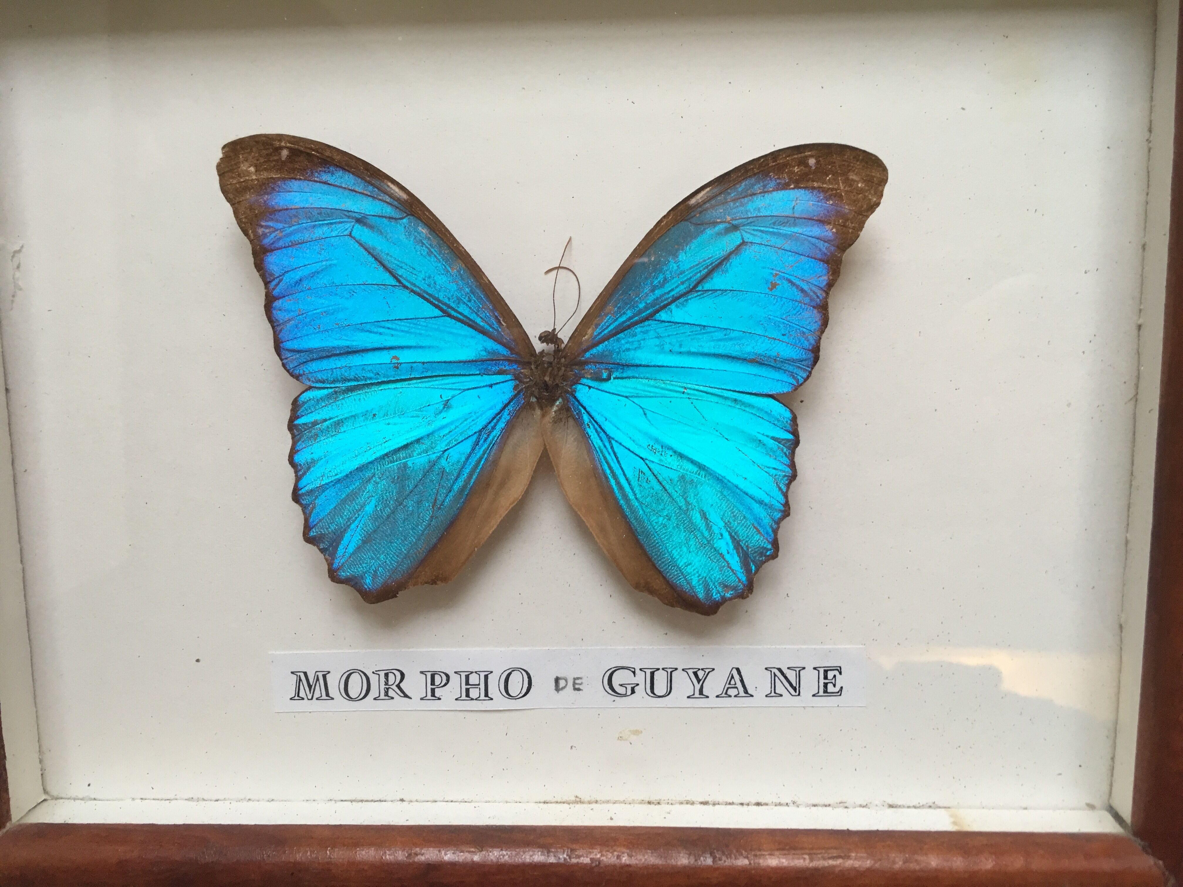 Vintage blue morpho butterfly frame