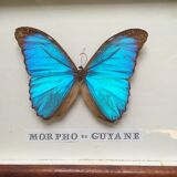 Vintage blue morpho butterfly frame