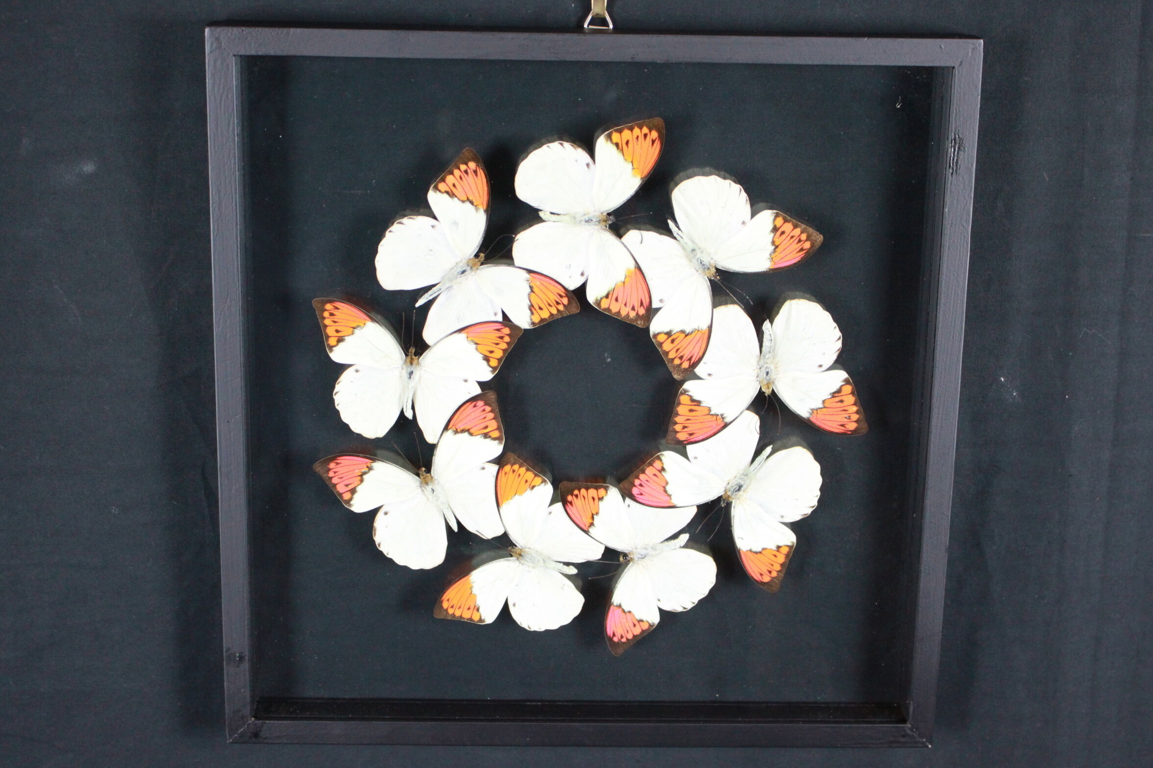 Envolée de papillons