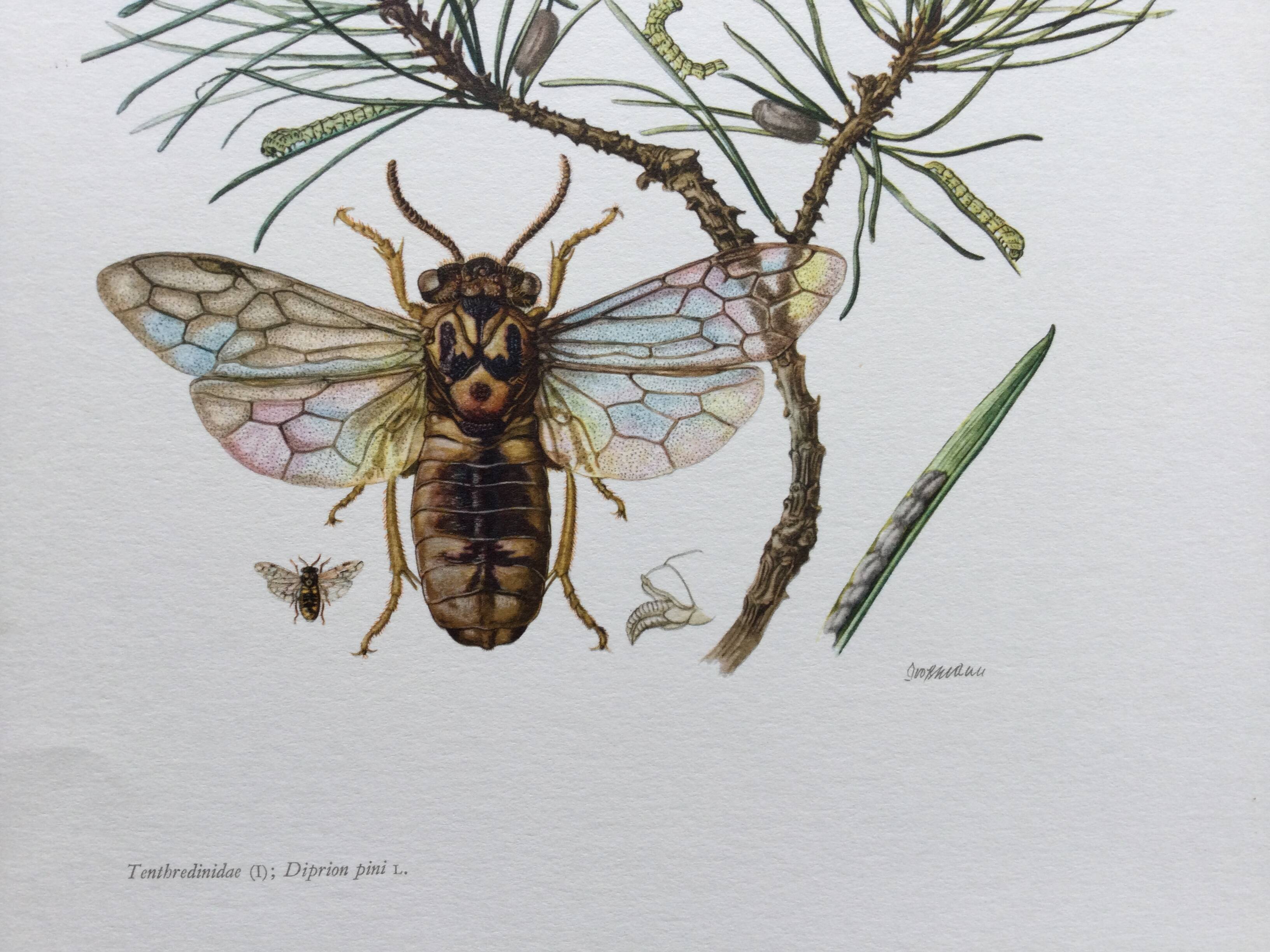 Antique illustration "insects", Vintage print from the 60s