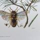 Illustration ancienne "insectes", Impression vintage années 60
