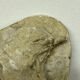 Plaster bas-relief