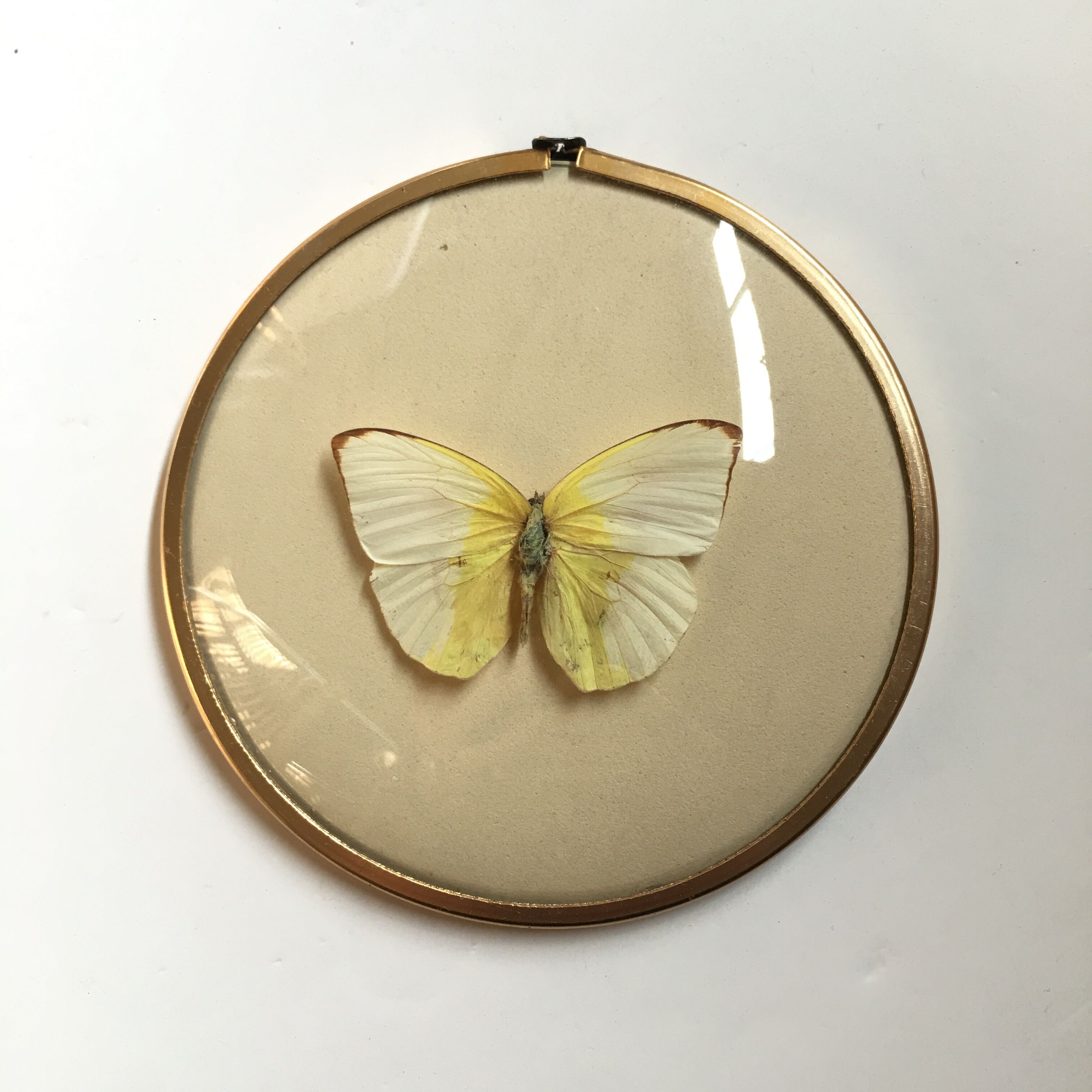 Butterfly under curved frame