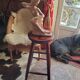 Stool
