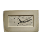 Gravure "Faisans Orientaux" 1950's