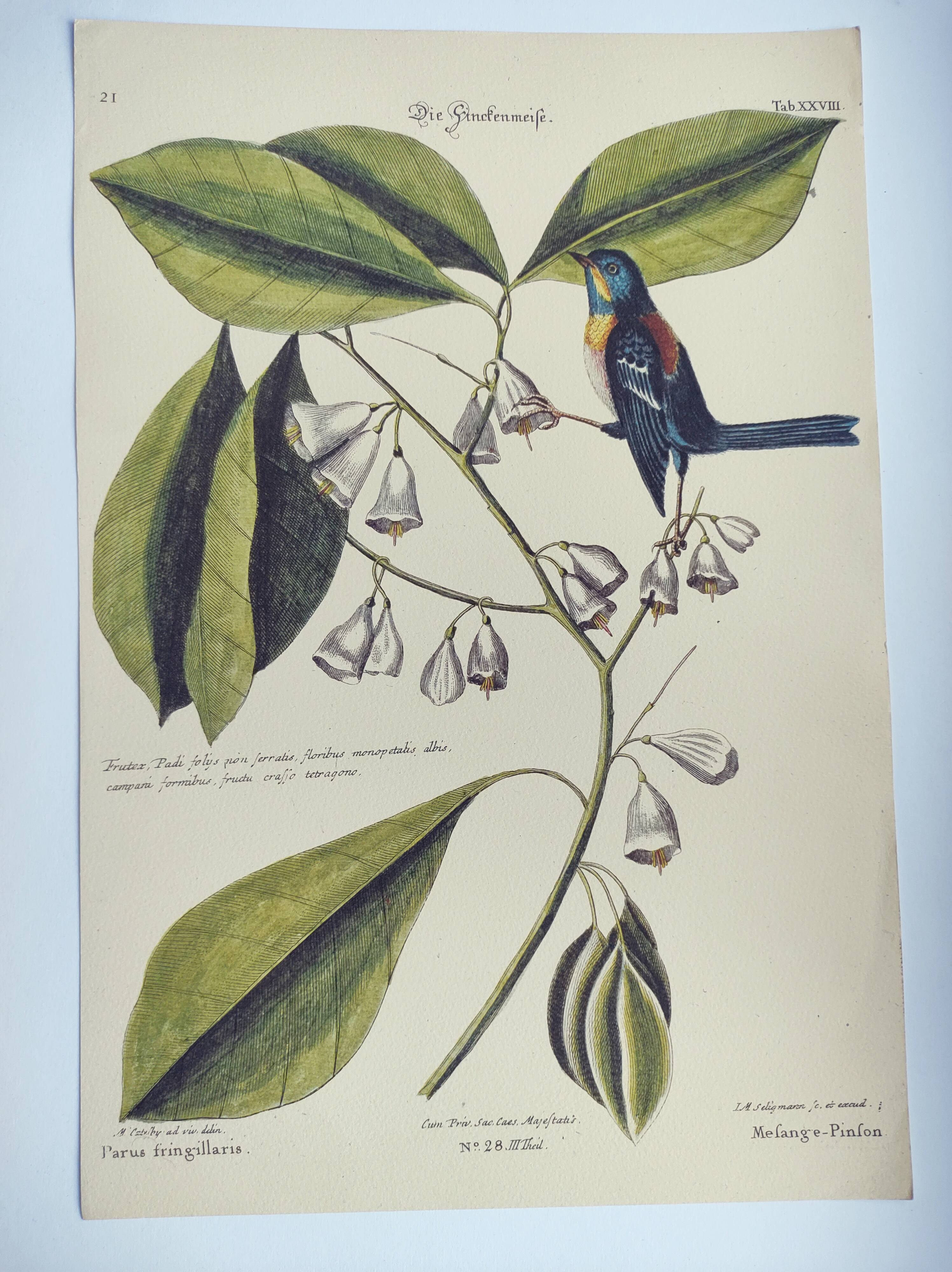Old bird engraving - Chickadee - Zoological plate by Seligmann & Catesby. 1973