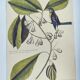 Old bird engraving - Chickadee - Zoological plate by Seligmann & Catesby. 1973