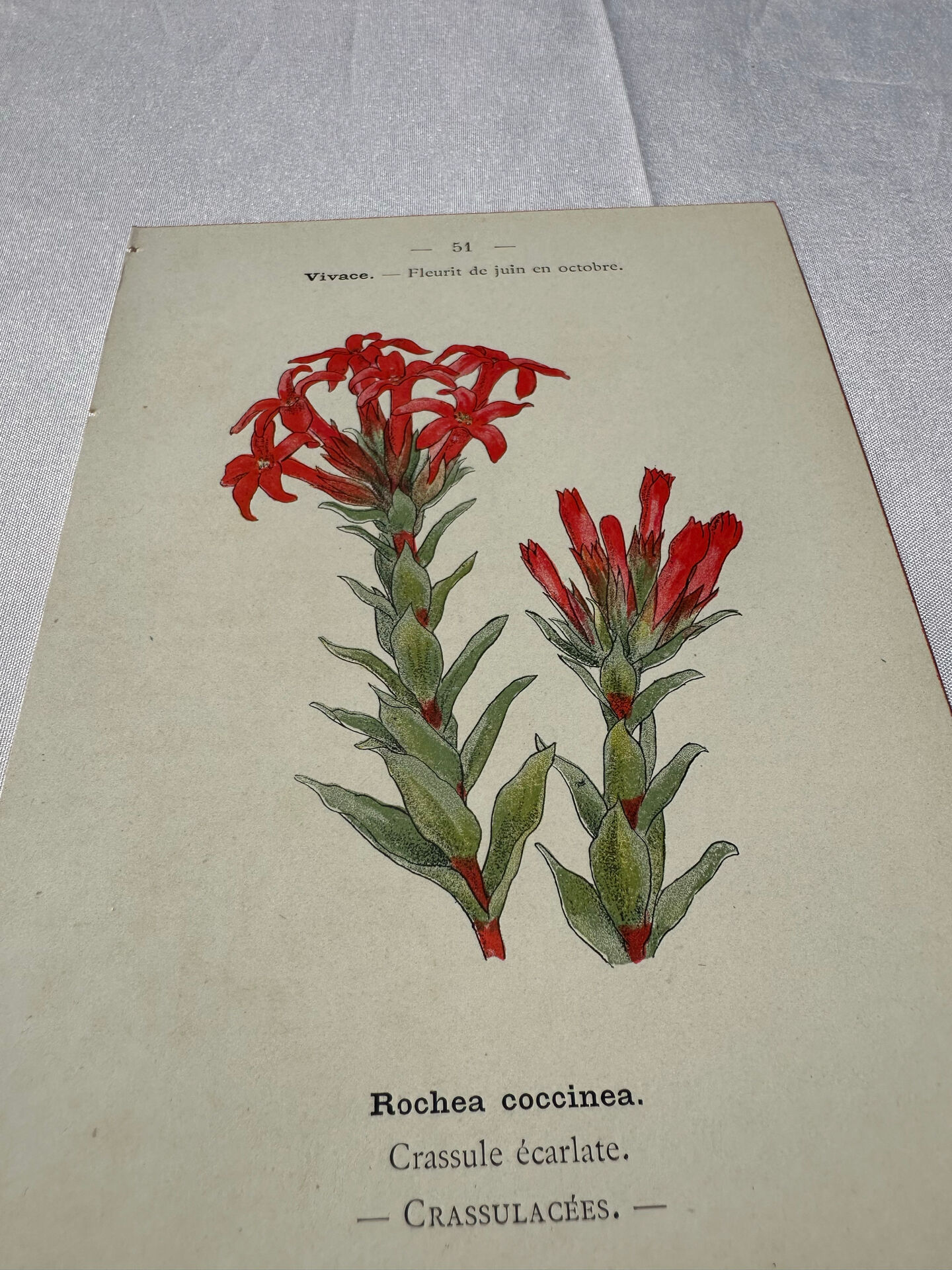 Botanical lithograph French flower double-sided naturalist