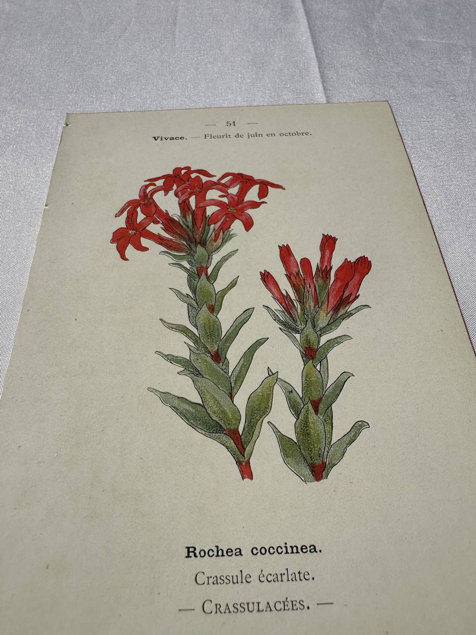 Botanical lithograph French flower double-sided naturalist