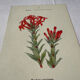 Botanical lithograph French flower double-sided naturalist