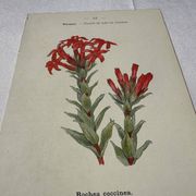 Botanical lithograph French flower double-sided naturalist