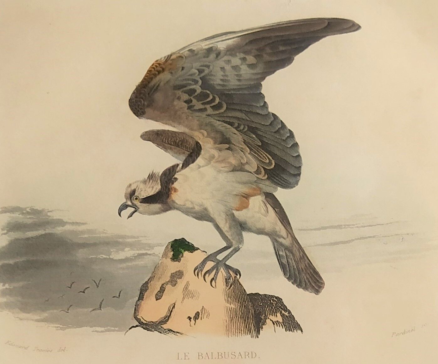 Ornithological board "Le Balbusard - Le Jean-le-Blanc" Buffon 1838