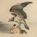 Ornithological board "Le Balbusard - Le Jean-le-Blanc" Buffon 1838