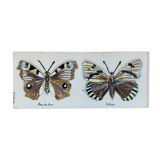 Bas relief painting / earth lepidopterology Butterflies A. Prudhomme Curiosity cabinet