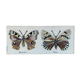 Bas relief painting / earth lepidopterology Butterflies A. Prudhomme Curiosity cabinet