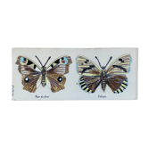 Bas relief painting / earth lepidopterology Butterflies A. Prudhomme Curiosity cabinet
