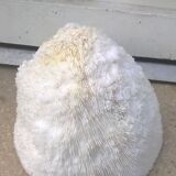 White coral