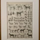 Lithograph on the horse - 1930