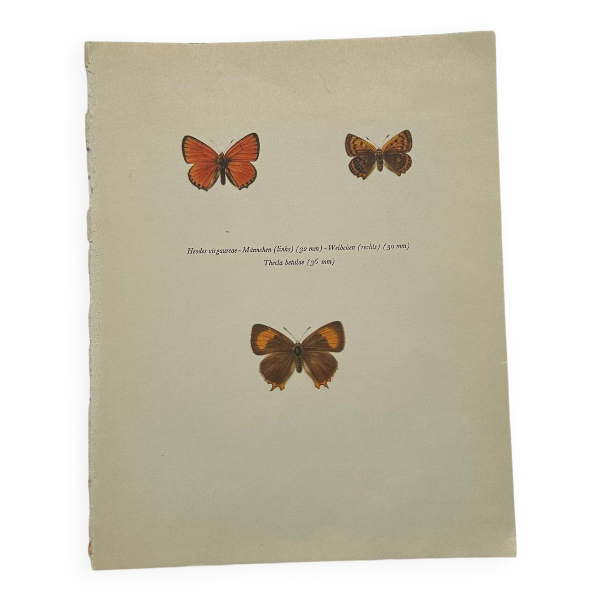 Botanical plate engraving butterfly naturalist 1900 etching antique