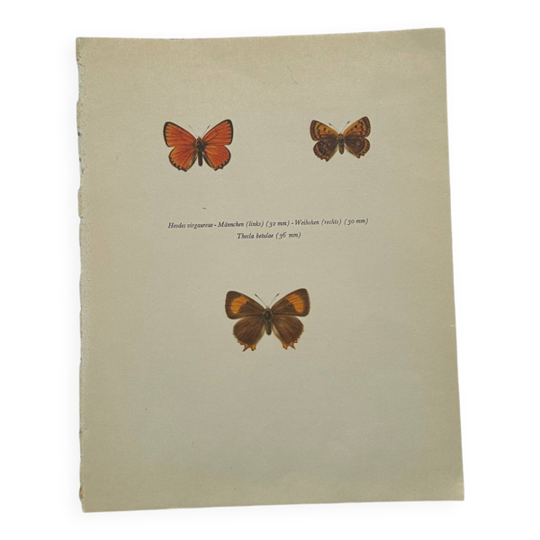 Planche botanique gravure papillon naturaliste 1900 eau forte ancienne — Beyit