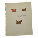 Botanical plate engraving butterfly naturalist 1900 old etching