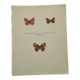 Botanical plate engraving butterfly naturalist 1900 etching antique