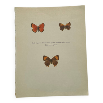 Botanical plate engraving butterfly naturalist 1900 old etching