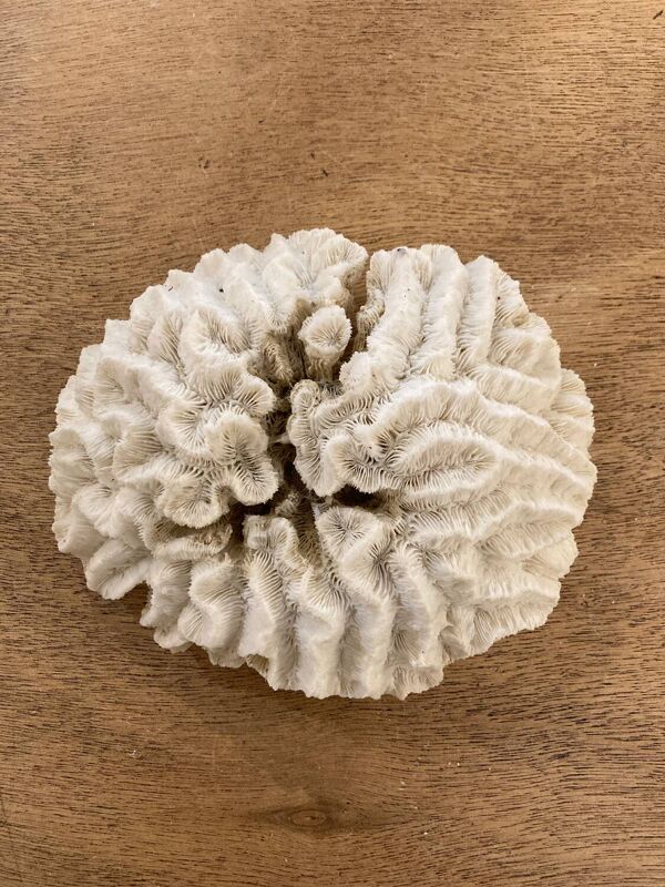 Corail blanc 15cm