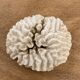 White coral 15cm