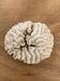 Corail blanc 15cm