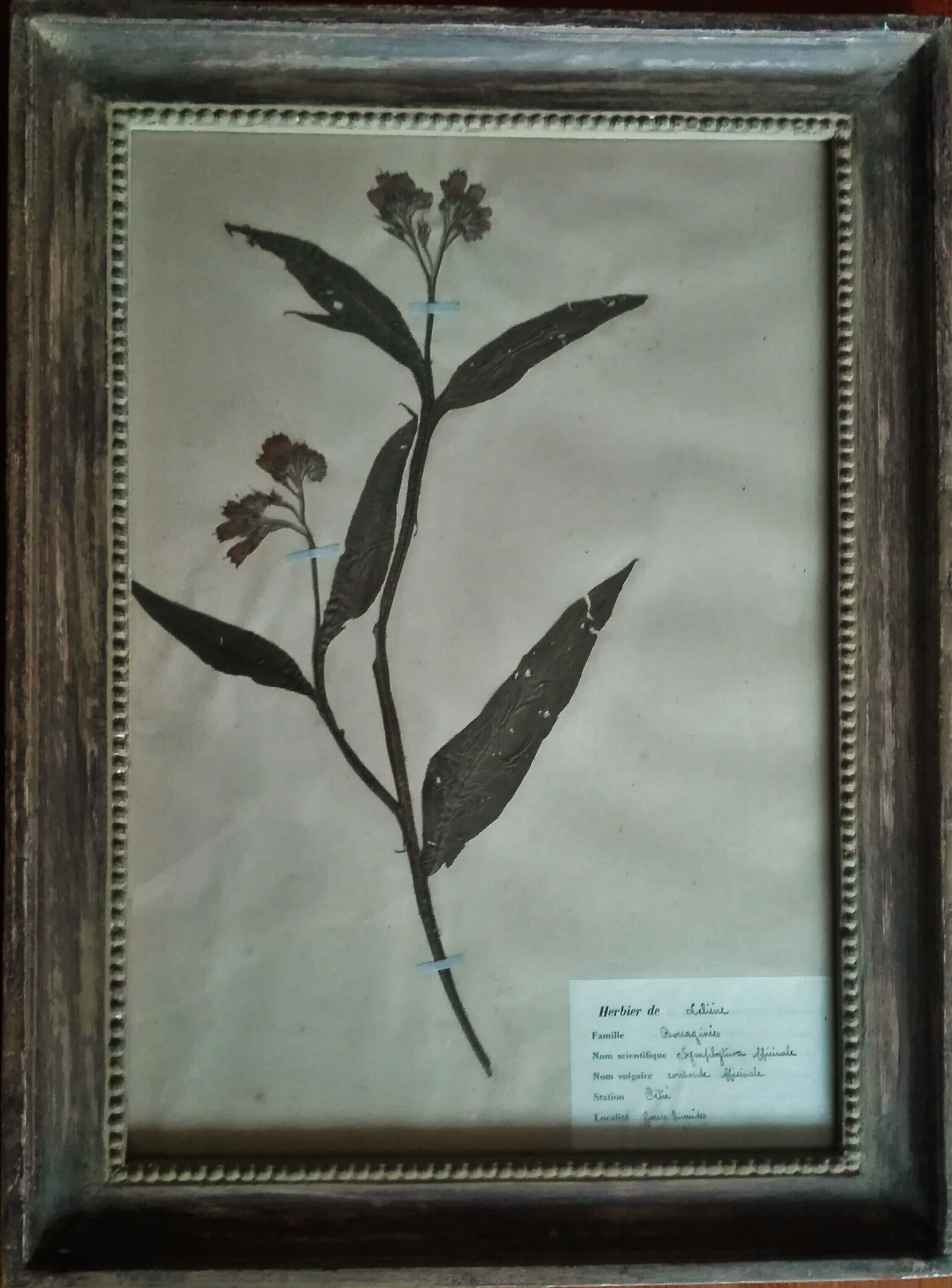 Lot de 8 planches herbier