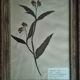 Lot de 8 planches herbier