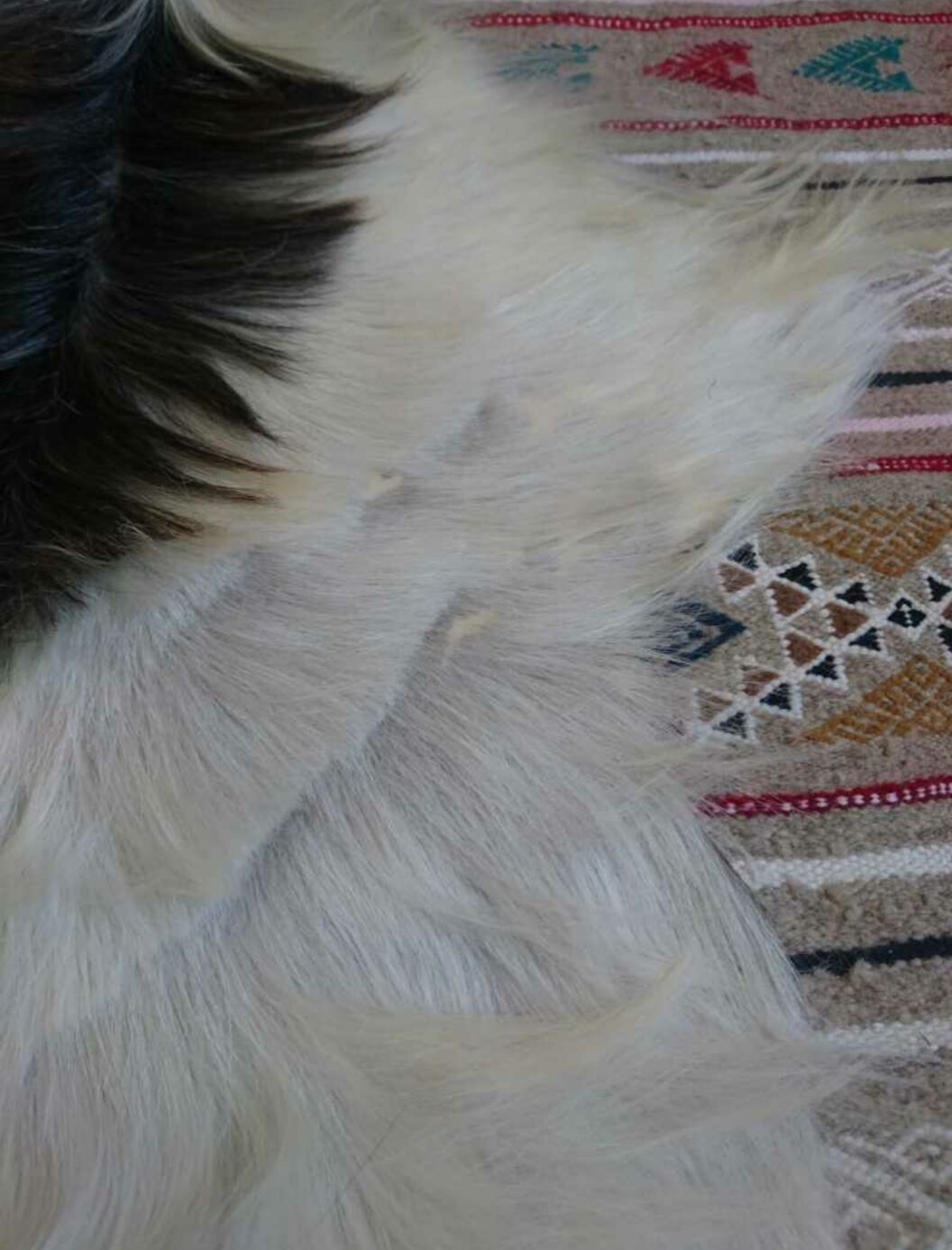 Natural black and white goat skin 92x47cm