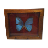 Cadre papillon
