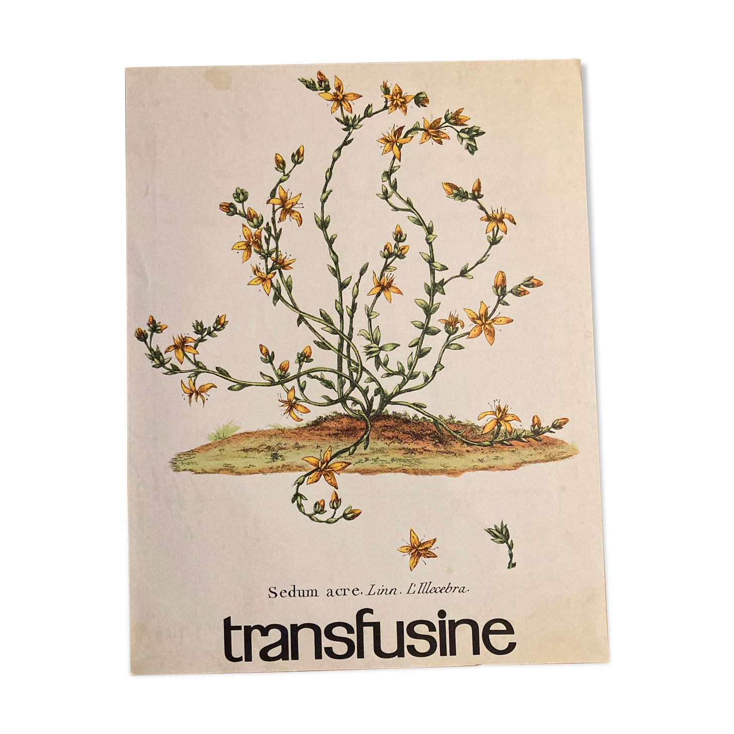 Botanical poster Vermicular
